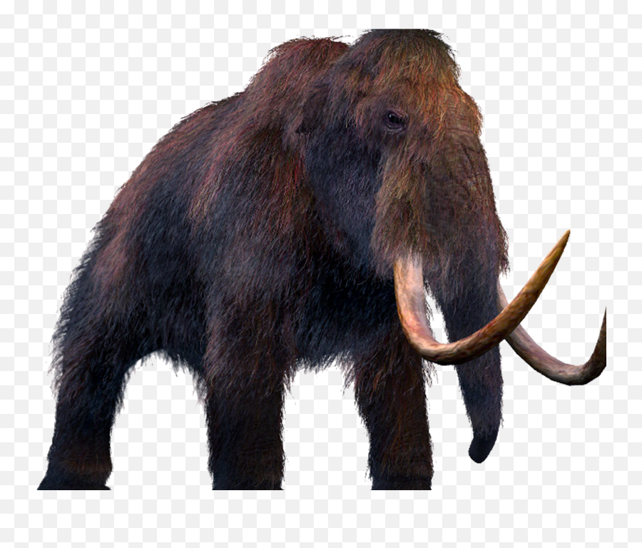 Mammoth Should We Bring Extinct Animals Png