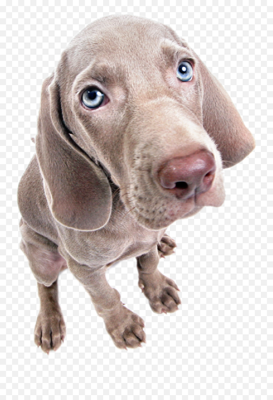 Ohio Animal Health Foundation Fore Animals Classic Become - Weimaraner Png,Sad Dog Png
