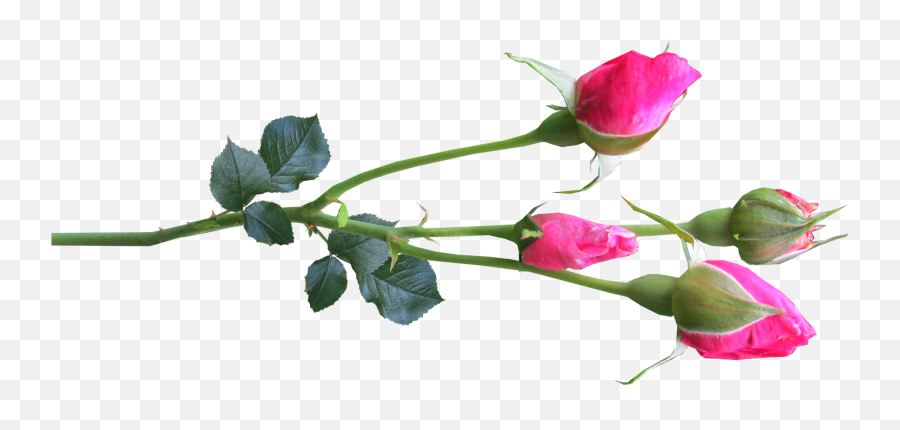 Flower Stem Rose Buds Pinkflower - Pink Rose Flower Buds Png,Flower Stem Png