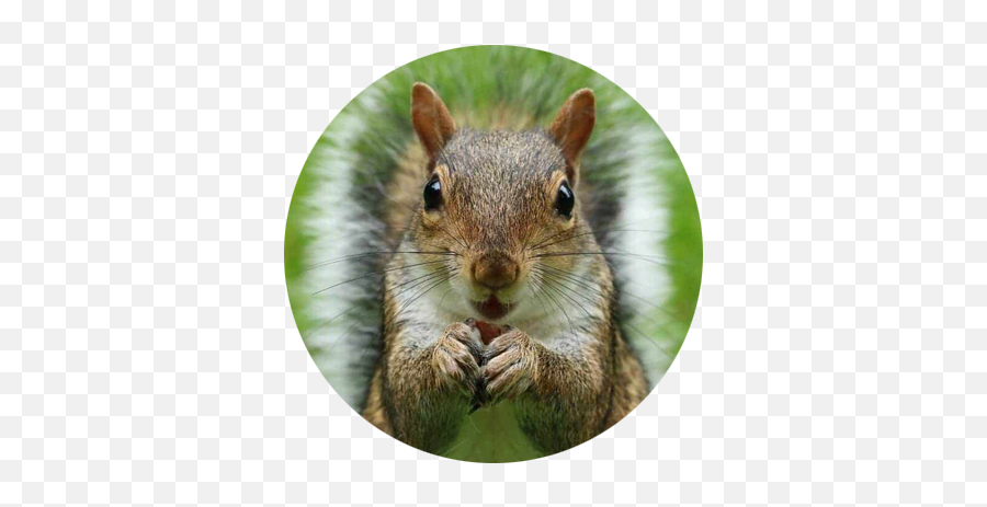 Squirrel Agency - Grey Squirrel Png,Squirrel Girl Icon