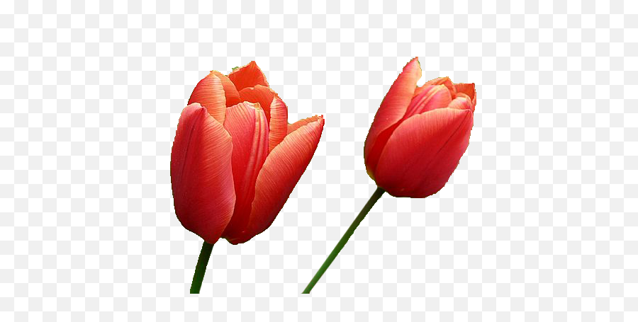 Download Tulip Png Image - Red Tulips Transparent Background Tulip,Tulip Transparent