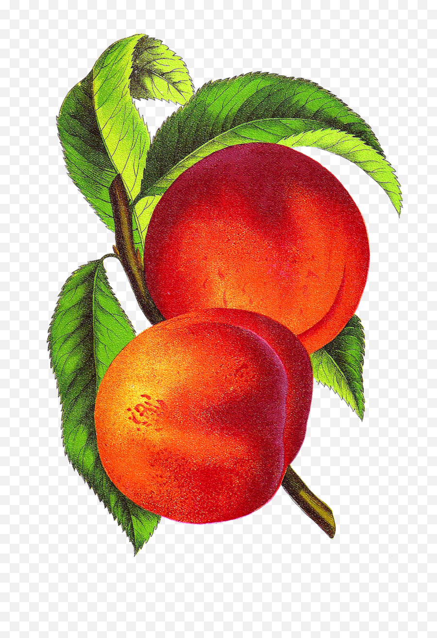 Vintage Peach Illustration Alberta From Seed Catalog - Vintage Peach Illustration Png,Peaches Png