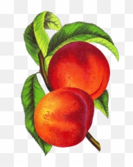 Vintage Peach Illustration Alberta From Seed Catalog - Vintage Peach Illustration Png,Peaches Png