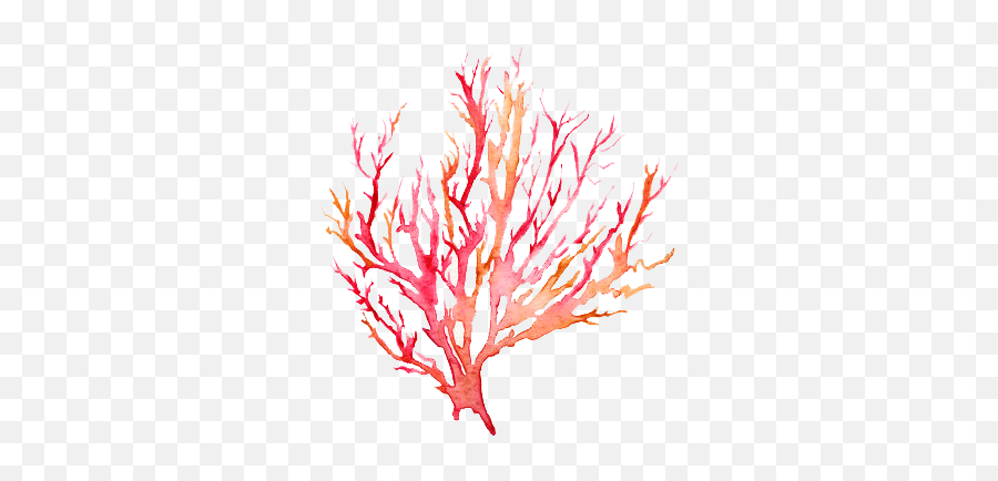 Coral Watercolor Transparent Png - Watercolor Coral Reef Png,Coral Png