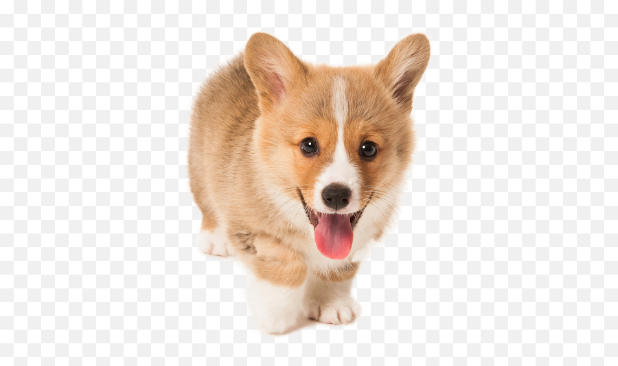 Cute Puppy Png Download Transparent Background