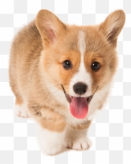 Cute Puppy Png Download