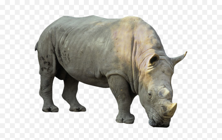 Rhino Png Images Free Download - Rhino,Rhino Png