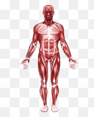 Emoji Png - Trx Push Up Muscles Used