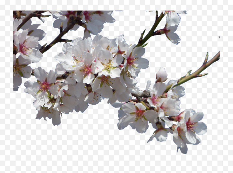 Flowersalmond Treefloweringcropped Imageflowery - Free Real Flowers Transparent Background Png,Tree Branch Transparent Background