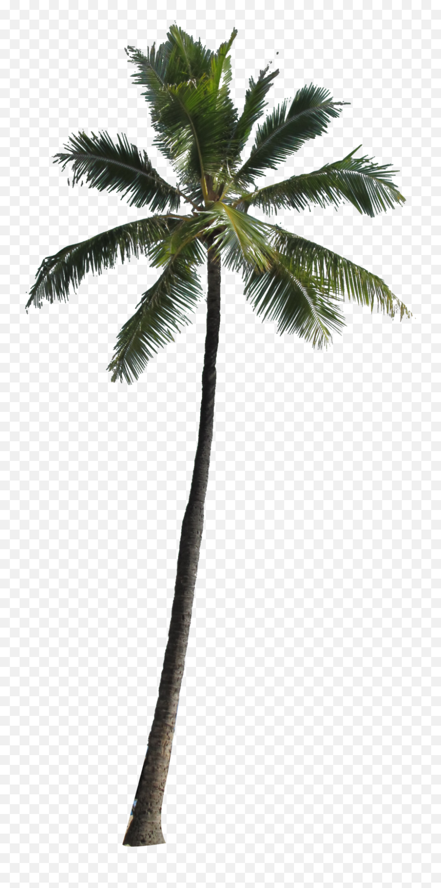 Palm Tree Png Image - Palm Tree Transparent Background,Palm Png