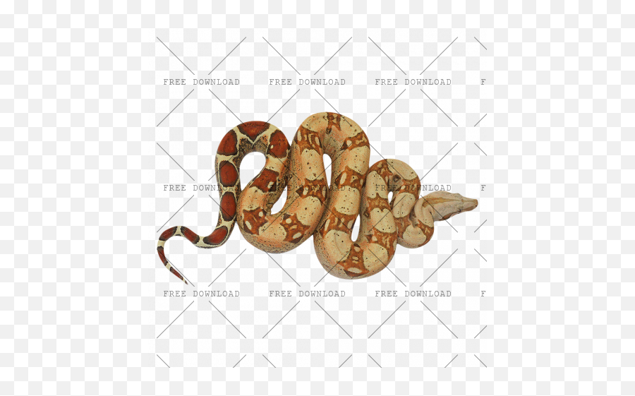 Png Image With Transparent Background Anaconda