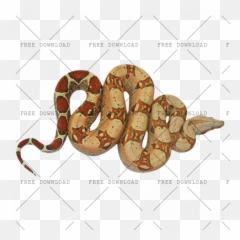 Png Image With Transparent Background Anaconda