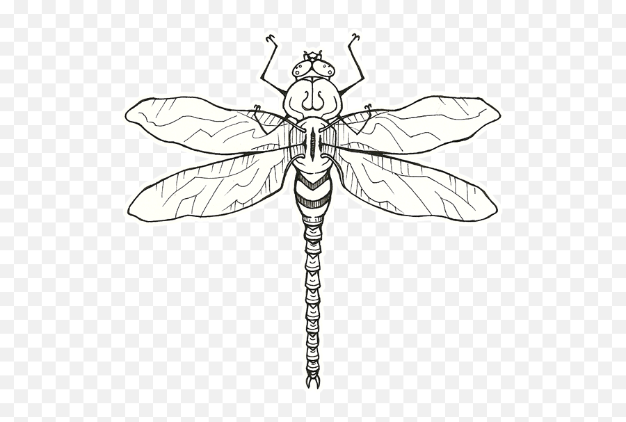 Icon Png Dragonfly Tattoos - 7693 Transparentpng Old School Dragonfly Tattoo,Dragonfly Transparent Background