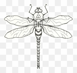 Icon Png Dragonfly Tattoos - 7693 TransparentPNG Old School