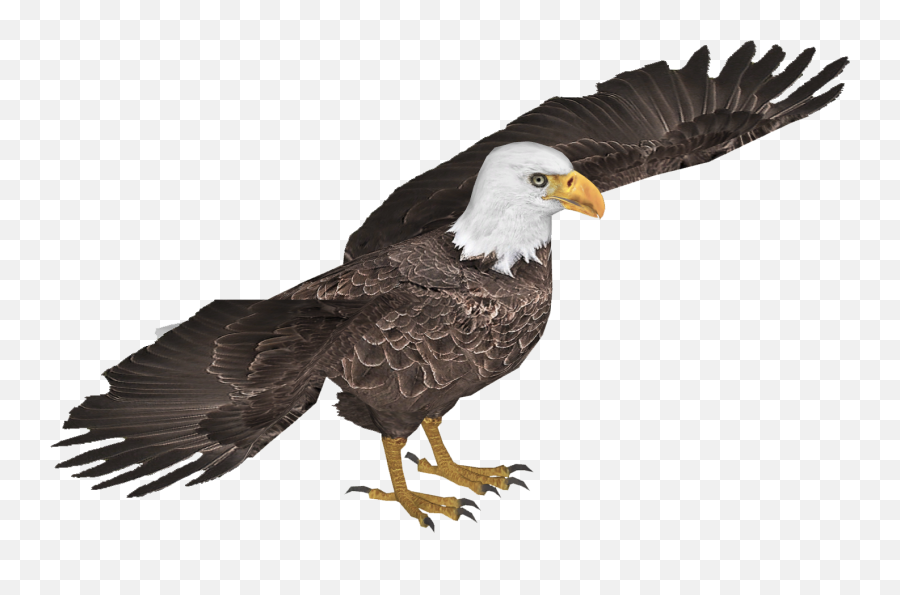 Download Hd Eaglebald Jimmyzhoopz - Bald Eagle Transparent Bald Eagle Png,Bald Eagle Transparent Background