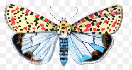 Filedeiopeia Pulchella Moth 001png - The Work Of Godu0027s Moth,Moth Png