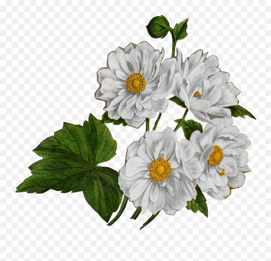 Flower Anemone Floral Clip Art - White Anemone Png,Anemone Png