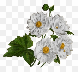 Flower Anemone Floral Clip Art - White Anemone Png,Anemone Png