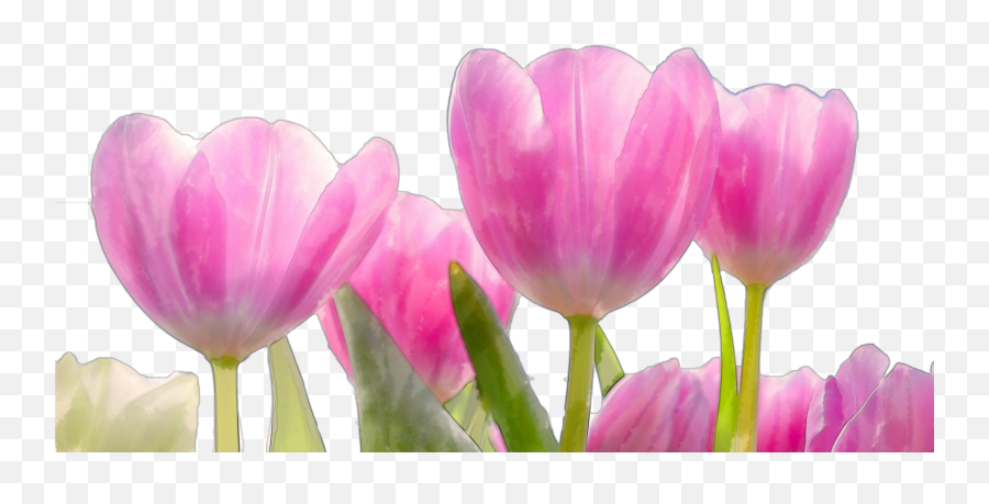 Beautiful Watercolor Pink Flowers Png - Beautiful Natural Flowers,Pink Flowers Png
