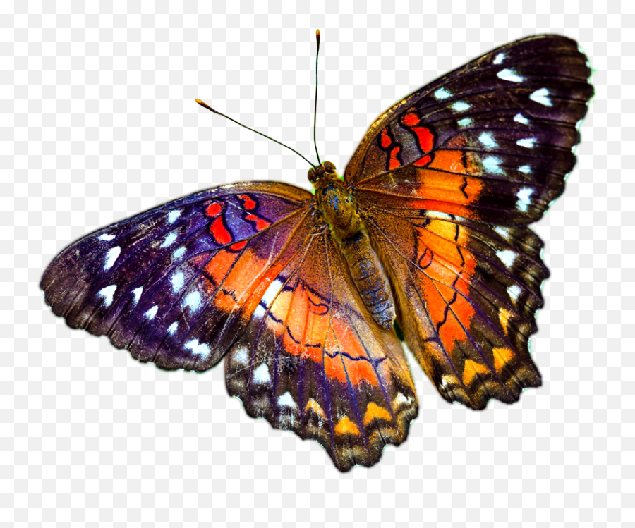 Butterfly - Real Transparent Background Butterfly Png,Butterfly Png Images