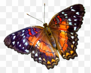 Butterfly - Real Transparent Background Png