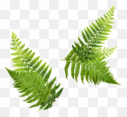 Wood Burners - Vertical Png,Ferns Png