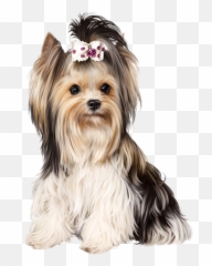 Yorkshire Terrier Png Yorkie