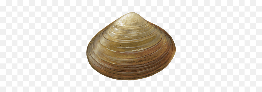 Clams Png Transparent Image - Baltic Macoma,Clam Png