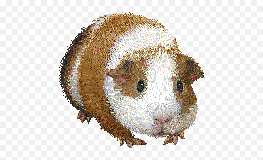 One Friendly Female Guinea Pig - Guinea Pig Clip Art Png,Guinea Pig Png