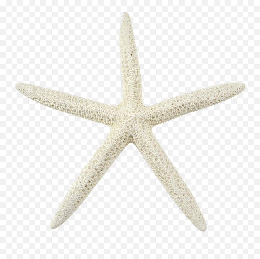 Sea Star Transparent Background Png Arts - Chrysler Pentastar,Star Transparent Background