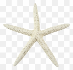 Sea Star Transparent Background Png Arts - Chrysler Pentastar,Star Transparent Background