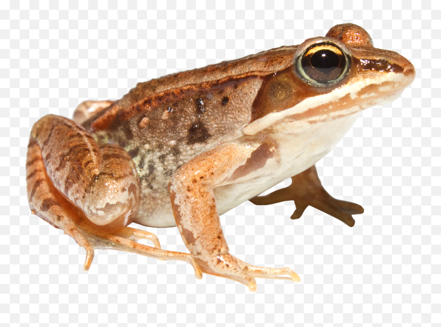 Frog Png Transparent Images - Cane Toad Transparent Background,Transparent Frog