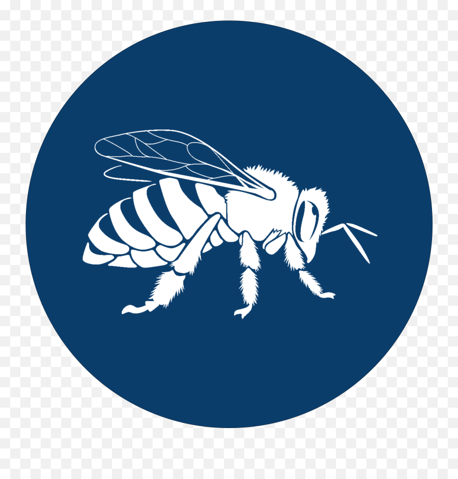 U2013 English - Parasitism Png,Bee Icon Vector