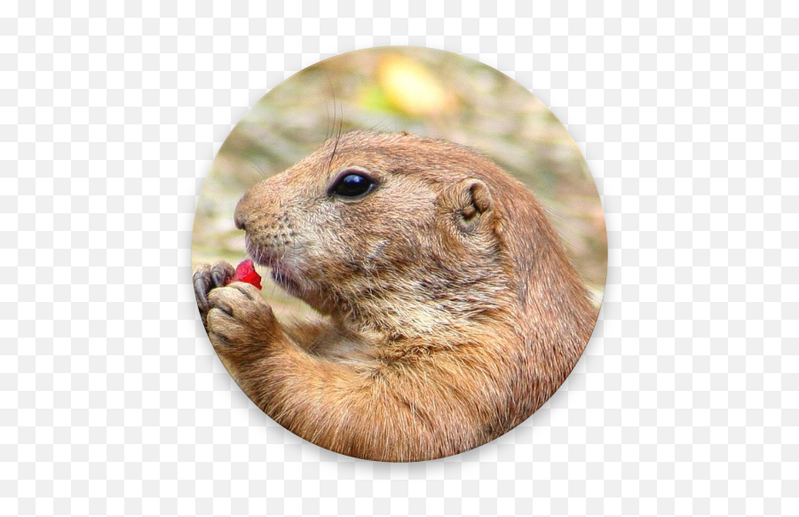 Diggiedog A Gopher Client For Android Apk 151 - Download Prairie Dog Transparent Background Png,Gopher Icon