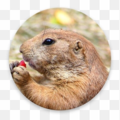 Diggiedog A Gopher Client For Android Apk 151 - Download Prairie Transparent Background png