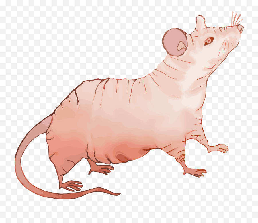Nude - Nude Mouse Png,Mouse Png