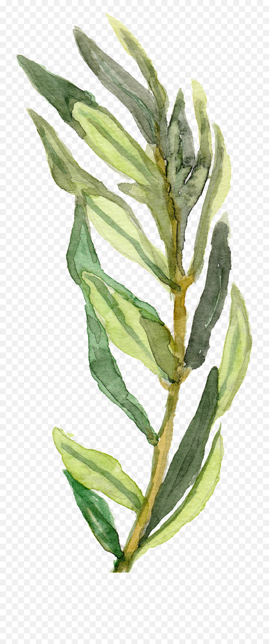 Green Bamboo Leaf Branches Decorative - Painting Decorating Leaves Png,Bamboo Leaves Png