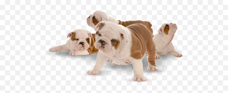 Picture V Png Bulldog Transparent Background