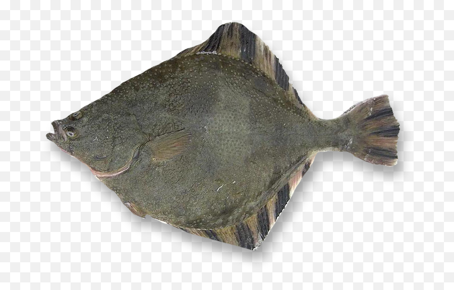 Starry Flounder Oceanlamb Png