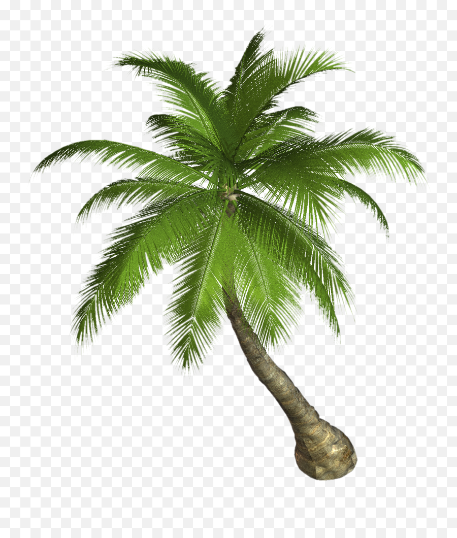 Download Palm Tree Png Image For Free - Tropical Palm Tree Png,Palm Png