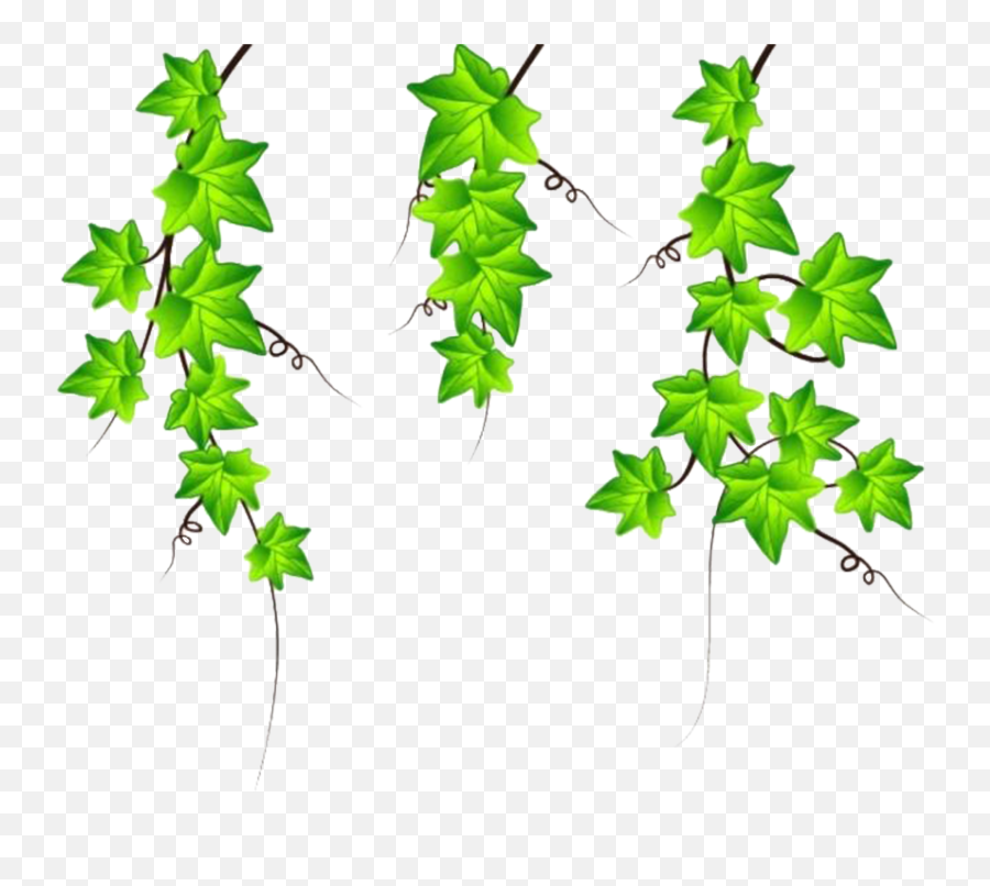 Clipart Transparent Ivy Vine Png - V Lá Dây Leo,Transparent Vine