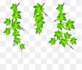 Clipart Transparent Ivy Vine Png - Lá Dây Leo