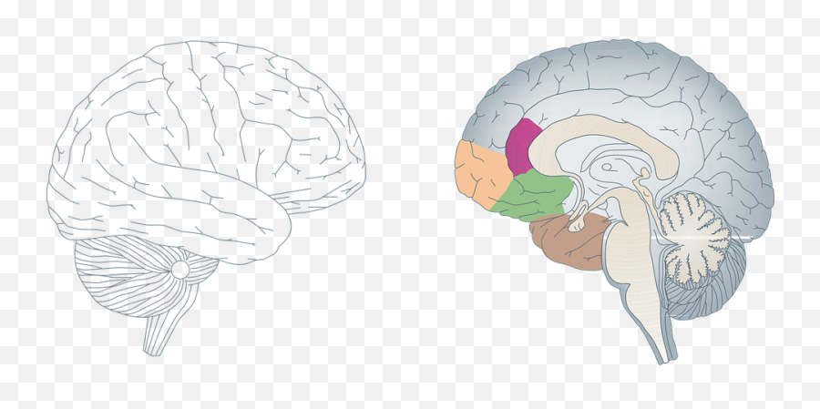 Brain Human Anatomy - Brain Cross Section Png,Brain Outline Png