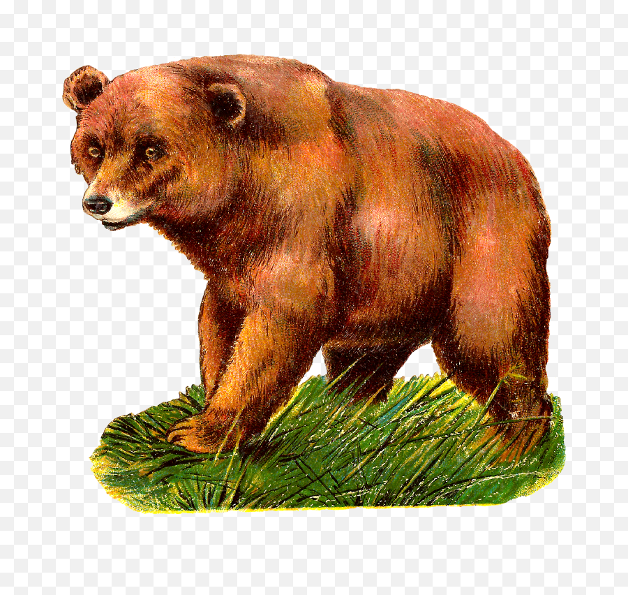 Digital Grizzly Bear Clipart Download - Grizzly Bear Animal Clipart Png,Grizzly Bear Png
