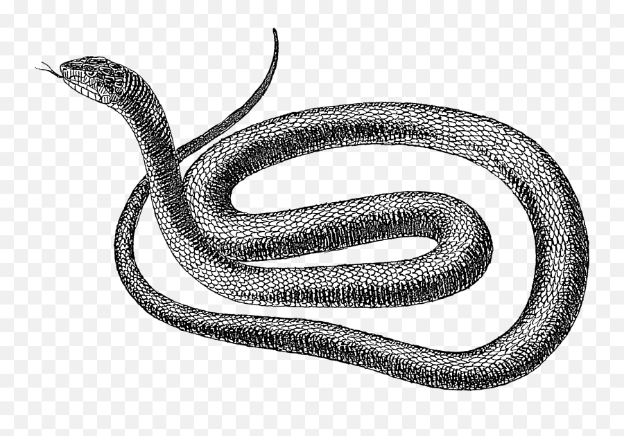 White Snake Png Picture 842767 - Snake Drawing Png,Snake Transparent Background