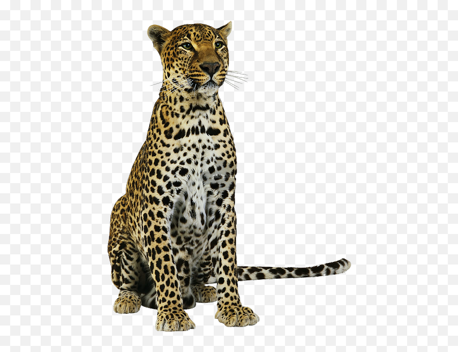 Leopard Jaguar Tiger Cheetah Cat - Amur Leopard Png,Cheetah Png