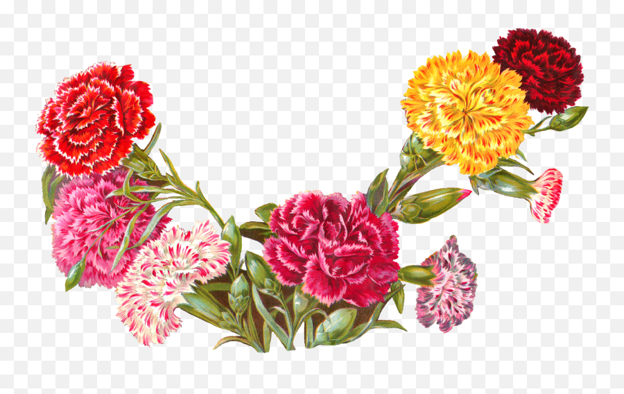 Carnation Flower Clip Freeuse - Carnations Clip Art Png,Flower Shape Png