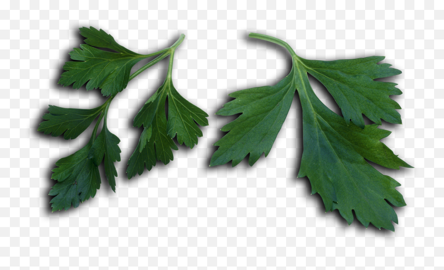 Petroselinum Crispum Leaves - Petroselinum Png,Maple Leaves Png