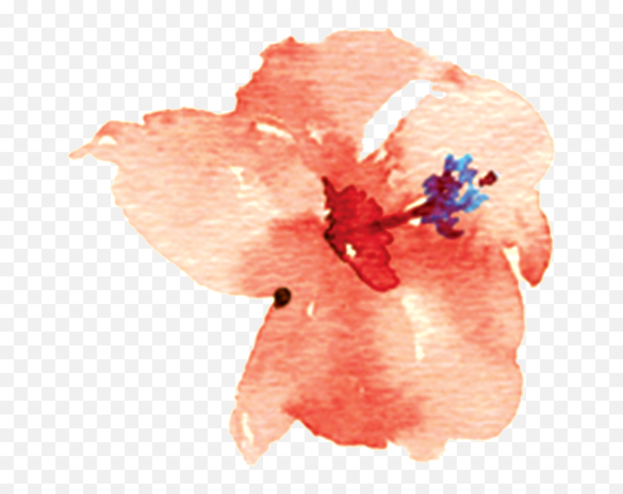 Chinese Hibiscus - Flower Png,Hibiscus Png