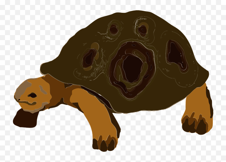 Tortoise Animal Clipart Free Download Transparent Png